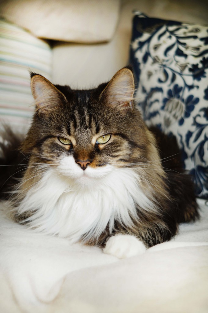 Shaggybears Maine Coon Katzenzucht Berlin und Brandenburg; Maine Coon